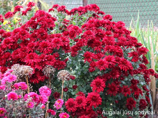 Chrizantema (Chrysanthemum) nr.7